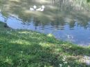 Hinter den Zäunen hat sich Federvieh im Weiher niedergelassen.