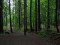 Und aus dem Maisacher Bach ein  brauner baumbestandener See.