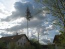 Manchmal fehlen die geeigneten Burschen, dann reicht es nur für einen Schandbaum.