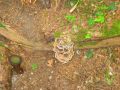 Und schon ergreift die Natur wieder Besitz, hier wächst ein dicker Pilz ...